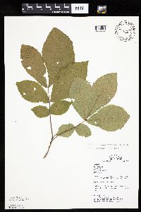 Carya cordiformis image