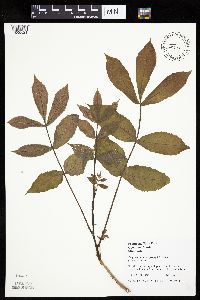 Carya cordiformis image