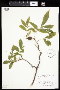 Carya cordiformis image