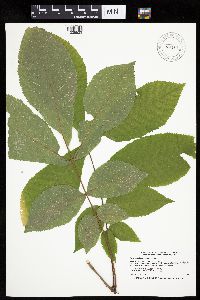 Carya cordiformis image