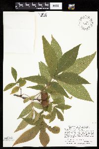 Carya cordiformis image