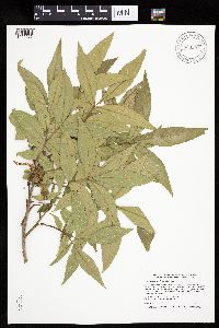Carya cordiformis image