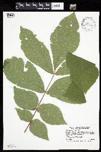 Carya cordiformis image
