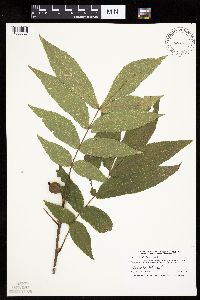 Carya cordiformis image