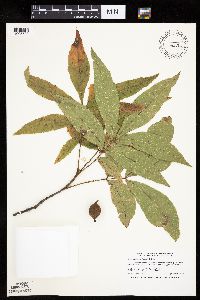 Carya cordiformis image