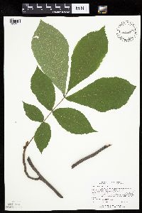 Carya cordiformis image