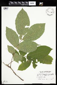 Carya cordiformis image