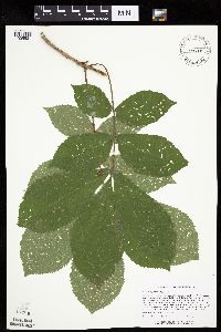 Carya cordiformis image
