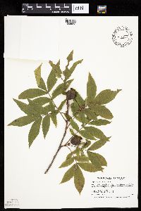 Carya cordiformis image
