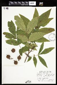 Carya cordiformis image