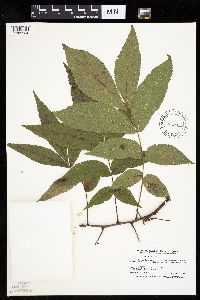 Carya cordiformis image