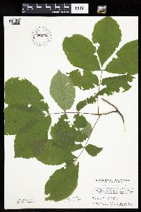 Carya cordiformis image