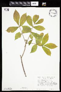 Carya cordiformis image