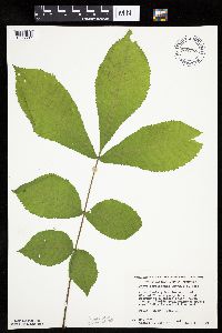 Carya cordiformis image