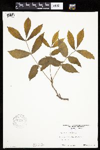 Carya cordiformis image