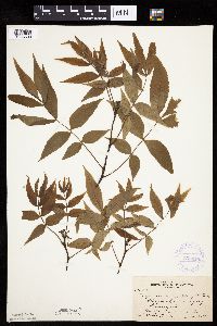 Carya cordiformis image