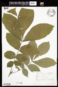 Carya cordiformis image