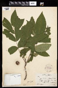 Carya cordiformis image