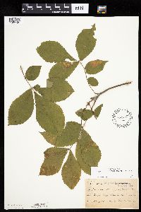 Carya cordiformis image