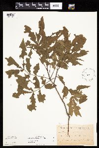 Carya cordiformis image