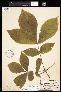 Carya cordiformis image