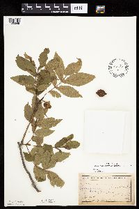 Carya cordiformis image