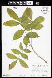 Carya cordiformis image