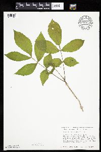 Carya cordiformis image