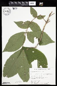 Carya cordiformis image
