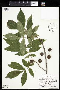 Carya cordiformis image