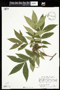 Carya cordiformis image