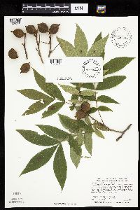 Carya cordiformis image