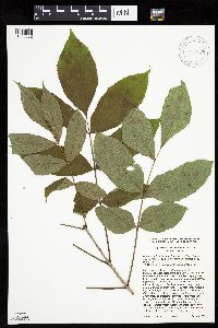 Carya cordiformis image