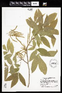 Carya cordiformis image