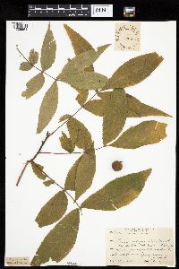 Carya cordiformis image