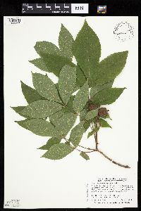 Carya cordiformis image