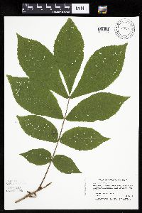 Carya cordiformis image