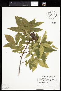 Carya cordiformis image