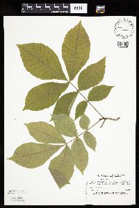 Carya cordiformis image