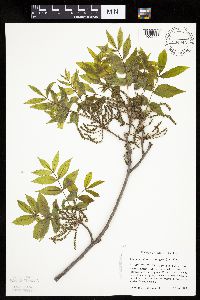 Carya cordiformis image