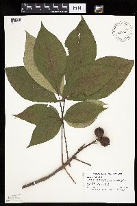 Carya ovata image