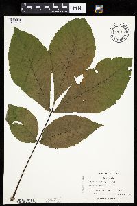 Carya ovata image