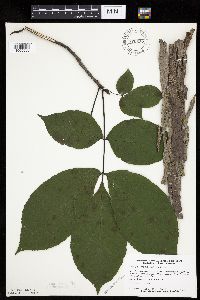 Carya ovata image