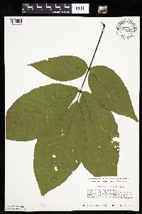 Carya ovata image