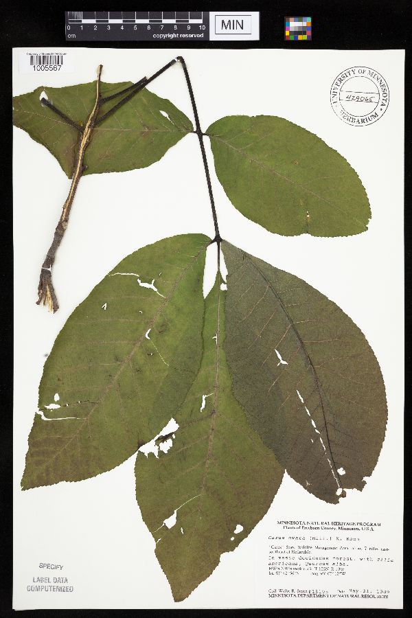 Carya ovata image