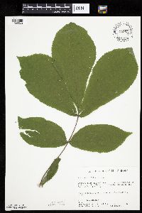 Carya ovata image
