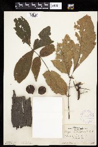 Carya ovata image