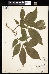 Carya ovata image