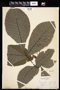 Carya ovata image