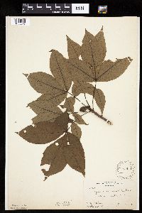 Carya ovata image